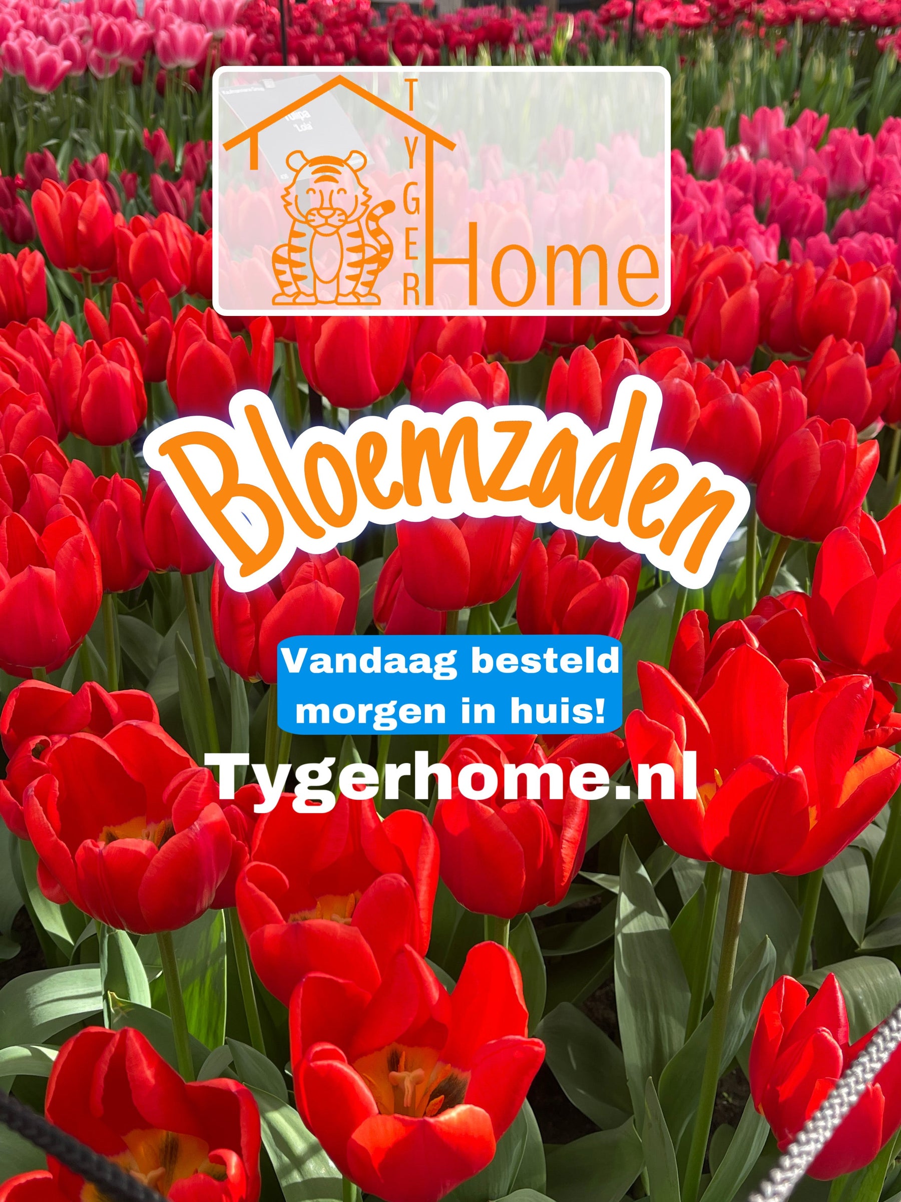 Wil je je tuin een mooie sfeer geven dan bieden wij de beste bloemzaden aan voor jouw!