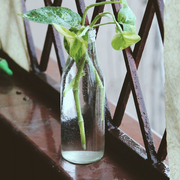 🌱 Groenten kweken op je Balkon: Een Mini Moestuin voor Iedereen 🌱
