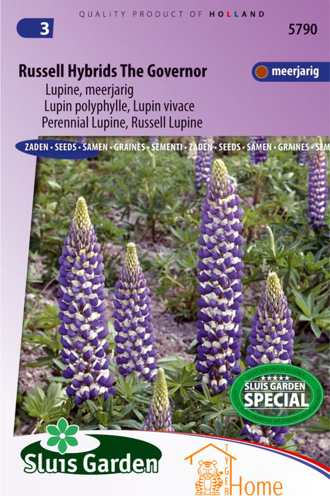 Russell Hybrids The Governor Zaden, Meerjarige Prachtige Blauwe Lupine, Bloemrijk en Duurzaam - Russell Hybrids The Governor Seeds, Long-Lasting Perennial Lupine with Vibrant Blue Blooms - Graines de Lupin Vivace Russell Hybrids The Governor