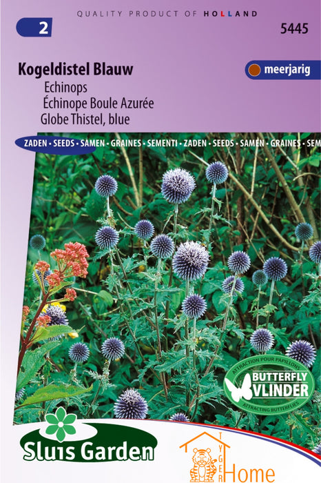 Kogeldistel Blauw Echinops Bloemen Zaden voor de Tuin: Kweek Prachtige, Blauwe Kogeldistels - Grow Beautiful, Blue Globe Thistle Flowers - Cultivez de Magnifiques Fleurs de Chardon Bleu pour le Jardin