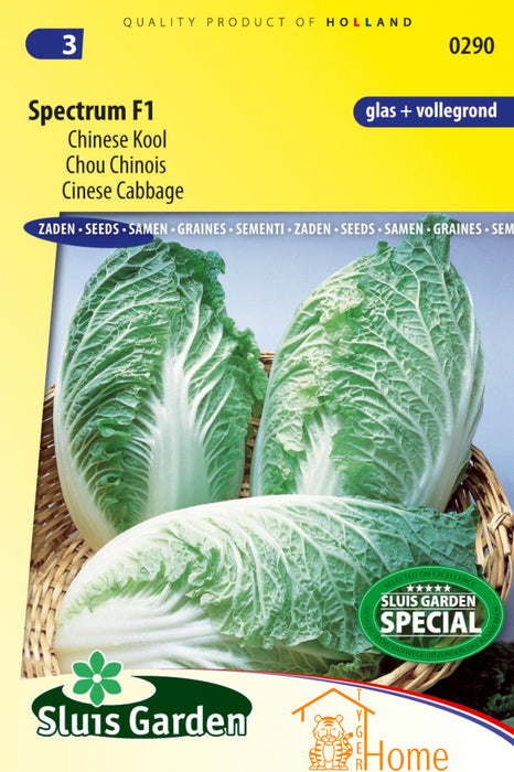 Chinese Kool Spectrum F1 | Sappige Aziatische bladgroente | Voor kas en vollegrond | Snelgroeiend en mild van smaak
