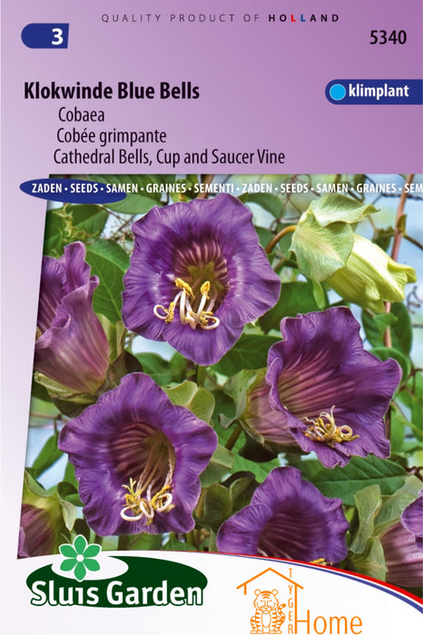 Klokwinde Blue Bells Cobaea Bloemen Zaden voor de Tuin: Kweek Prachtige, Blauwe Klokwinden - Grow Beautiful, Blue Cathedral Bells Flowers - Cultivez de Magnifiques Fleurs de Cobée Bleues pour le Jardin