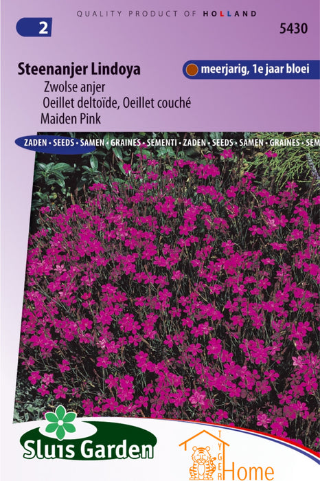 Steenjager Lindoya Zwolse Anjer Bloemen Zaden voor de Tuin: Kweek Prachtige, Sterke Anjers - Grow Beautiful, Hardy Dianthus Flowers - Cultivez de Magnifiques Œillets Robustes pour le Jardin