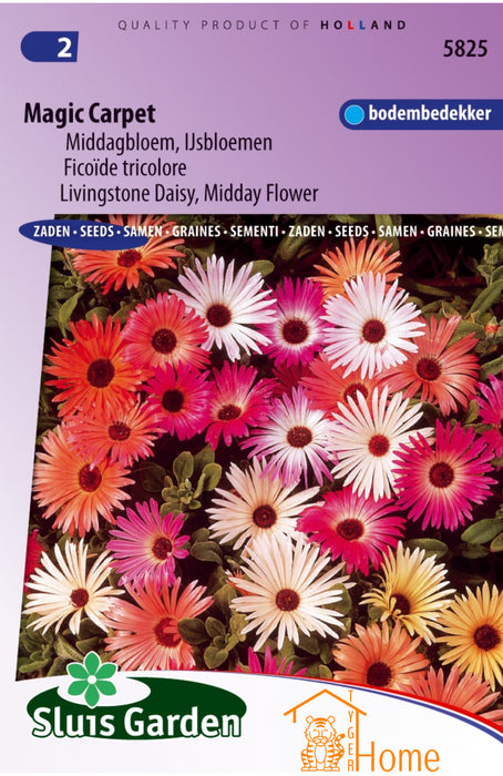 Magic Carpet Zaden, Middagbloem IJsbloemen Bodembedekker - Magic Carpet Seeds, Livingstone Daisy Midday Flower Ground Cover - Graines de Magic Carpet, Ficoïde Tricolore Couvre-sol