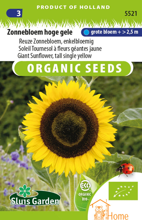 Zonnebloem Hoge Gele Reuze Zonnebloem, Enkelbloemig / Sunflower Tall Yellow Giant Sunflower, Single Flower / Tournesol Grand Jaune Géant Tournesol, Fleur Unique