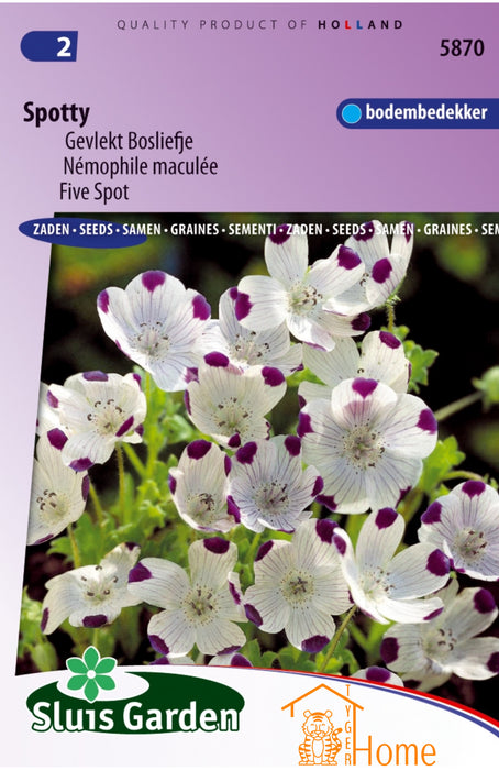 Spotty Gevlekte Zaden, Charmant Gevlekt Bosliefje, Kleurrijke Tuinbloemen - Spotty Colorful Garden Flower Seeds, Distinctive Five Spot, Easy to Grow - Samen für Spotty, Auffällige Némophile Maculée, Bunte Gartenpflanze - Graines de Spotty