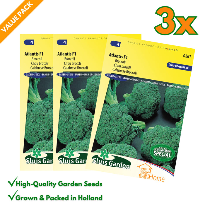 Broccoli Atlantis F1 | Lang oogstbaar & krachtig ras | Groeit snel en rijk in de moestuin | Hollandse topkwaliteit - 3x