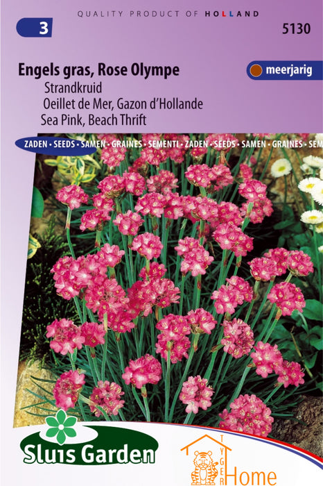 Engels Gras Rose Olympe Strandkruid Zaden: Kweek Prachtige, Roze Engels Gras - Grow Beautiful, Pink Thrift Flowers