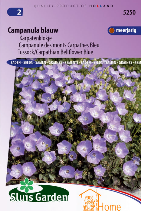 Campanula Blauw Karpatenklokje Bloemen Zaden voor de Tuin: Kweek Prachtige, Blauwe Klokjesbloemen - Grow Beautiful, Blue Carpathian Bellflower Flowers