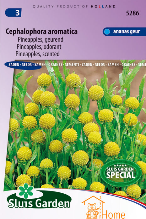 Cephalophora Aromatica Pineapples Geurende Bloemen Zaden voor de Tuin: Kweek Prachtige, Ananasgeurende Bloemen