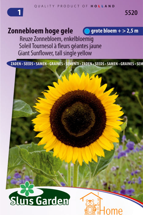 Zonnebloem Hoge Gele Reuze Zonnebloem, Enkelbloemig / Sunflower Tall Yellow Giant Sunflower, Single Flower / Tournesol Grand Jaune Géant Tournesol, Fleur Unique