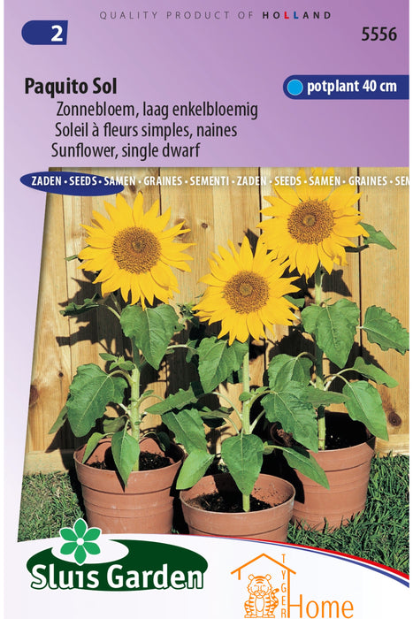 Paquito Sol Zonnebloem, Laag Enkelbloemig Zaden - Paquito Sol Sunflower, Dwarf Single Flower Seeds - Paquito Sol Tournesol, Nain Fleur Unique Graines