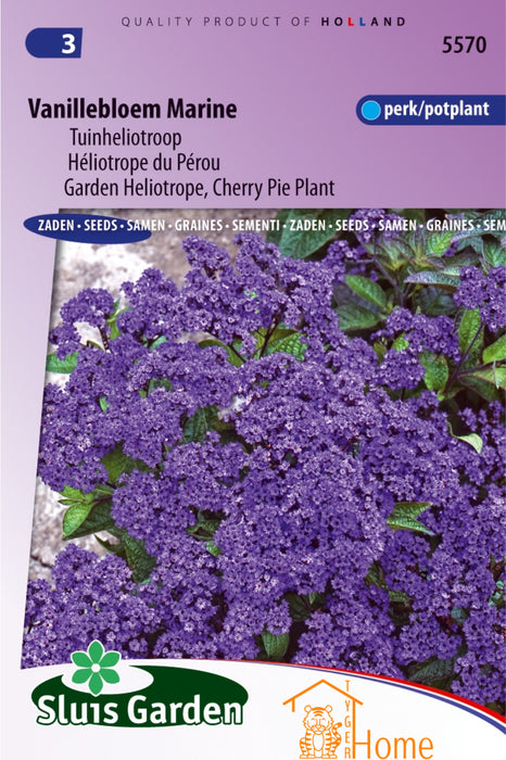 Vanillebloem Marine Tuinheliotroop Zaden - Marine Heliotrope Vanilla Flower Seeds - Graines d'Héliotrope Marine Vanille