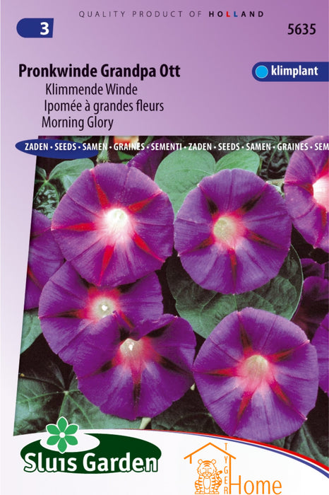 Pronkwinde Grandpa Ott Zaden, Klimmende Winde - Morning Glory Grandpa Ott Seeds, Climbing Vine - Graines d'Ipomée Grandpa Ott, Plante Grimpante