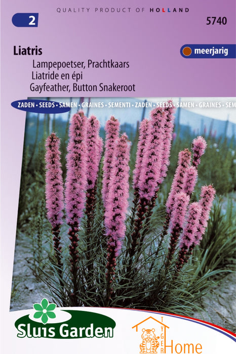 Liatris Zaden, Veelkleurige Lampepoetser, Prachtige Prachtkaars - Vibrant Liatris Seeds, Gayfeather, Diverse Button Snakeroot - Graines de Liatride en épi, Multicolore, Attrayant