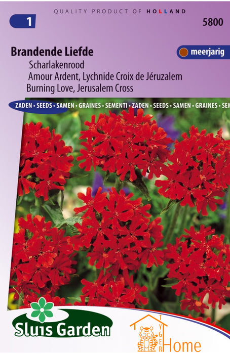 Brandende Liefde Zaden, Meerjarige Scharlakenrode Amour Ardent - Burning Love Seeds, Perennial Scarlet Jerusalem Cross