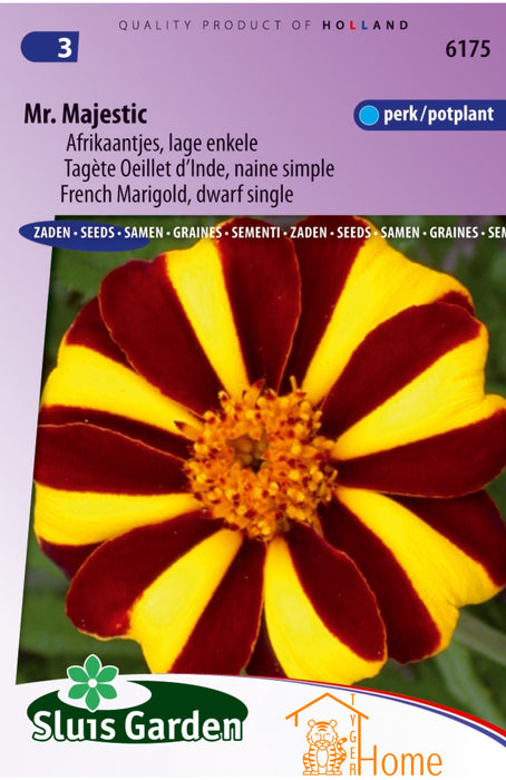 Mr Majestic Afrikaantjes Lage Enkele Perk/Potplant Bloem Zaden: Kweek Prachtige, Enkele Goudsbloemen - Grow Beautiful, Low Single Marigold Flowers - Cultivez de Magnifiques Fleurs de Souci Basses et Simples pour le Jardin