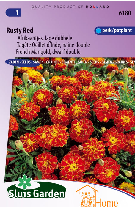 Rusty Red Afrikaantjes Lage Dubbele Perk / Potplant Bloem Zaden: Kweek Prachtige, Dubbele Goudsbloemen - Grow Beautiful, Low Double Marigold Flowers - Cultivez de Magnifiques Fleurs de Souci Basses et Doubles pour le Jardin