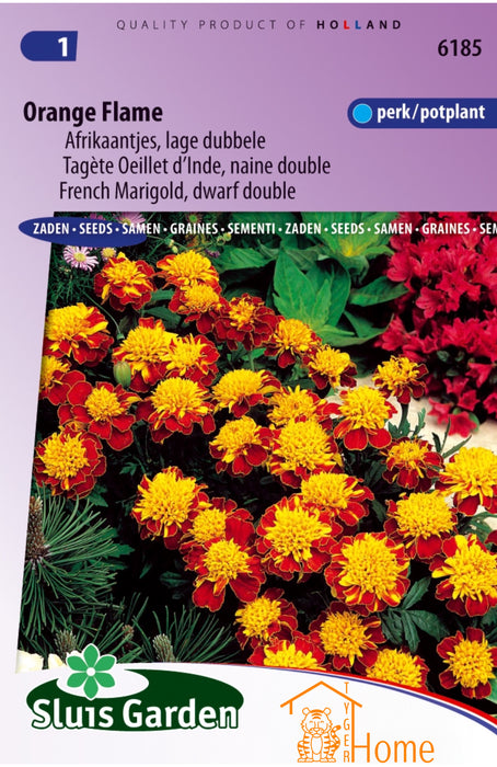 Orange Flame Afrikaantjes Lage Dubbele Perk / Potplant Bloem Zaden: Kweek Prachtige, Dubbele Goudsbloemen