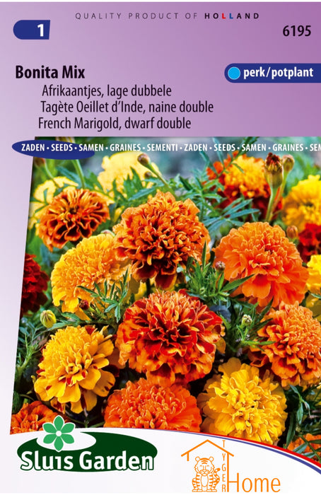Bonita Mix Afrikaantjes Lage Dubbele Perk / Potplant Bloem Zaden: Kweek Prachtige, Dubbele Goudsbloemen