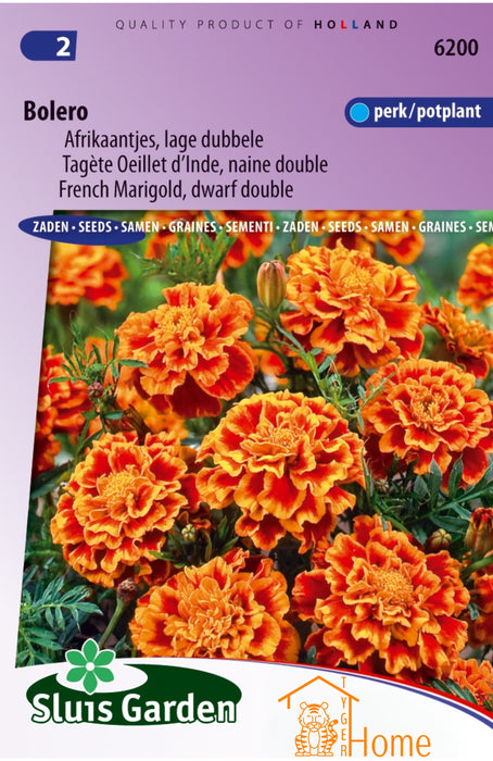 Bolero Afrikaantjes Lage Dubbele Perk / Potplant Bloem Zaden: Kweek Prachtige, Dubbele Goudsbloemen