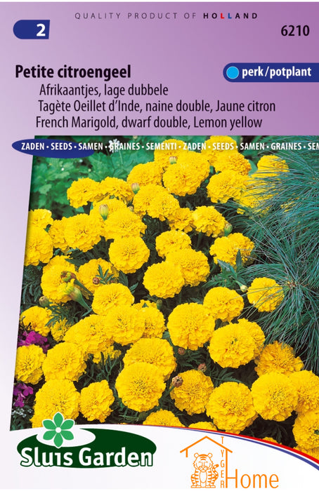 Petite Citroengeel Afrikaantjes Lage Dubbele Perk / Potplant Bloem Zaden: Kweek Prachtige, Dubbele Goudsbloemen