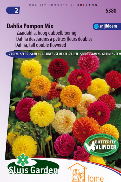 Dahlia Pompon Mix Zaaidahlia Hoog Dubbelbloemig Bloemen Zaden voor de Tuin: Kweek Prachtige, Dubbelbloemige Pompon Dahlia's