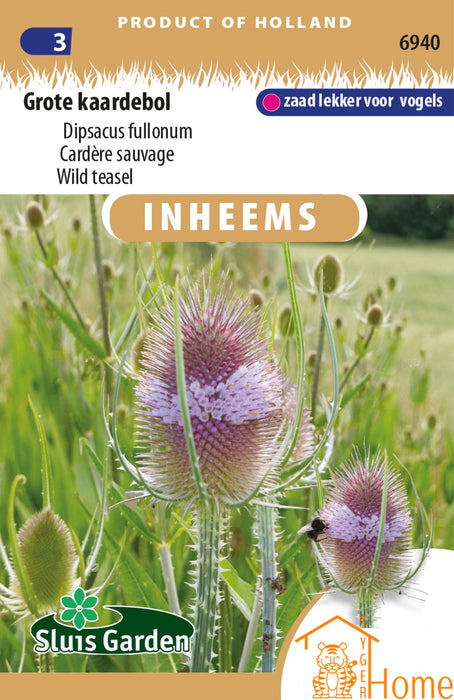 Grote Kaardebol Zaden: Een indrukwekkende tweejarige plant met paarse bloemen die bijen en vlinders aantrekt. Perfect voor een biodiverse en opvallende tuin