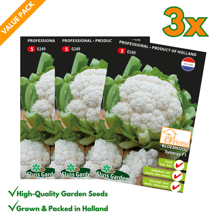 Bloemkool Synergy F1 | Zelfdekkend ras met zoete smaak | Rijke oogst uit Nederland | Ideaal voor de moestuin - 3x