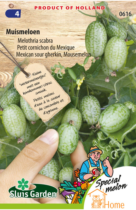 Muismeloen Melothria Scabra Zaden: Kweek Heerlijke, Unieke Muismeloenen - Grow Delicious, Unique Mouse Melons - Cultivez des Melons Souris Uniques et Savoureux