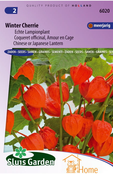 Lampionplant Winter Cherrie Zaden, Sierlijke Physalis voor Decoratie - Winter Cherry Seeds, Decorative Lantern Plant - Graines de Physalis Alkekengi, Plante Ornementale