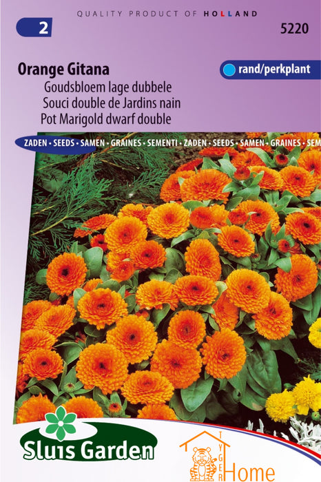 Orange Gitana Goudsbloem Lage Dubbele Bloemen Zaden voor de Tuin: Kweek Prachtige, Oranje Dubbele Goudsbloemen - Grow Beautiful, Orange Double Marigold Flowers - Cultivez de Magnifiques Soucis Doubles Oranges pour le Jardin