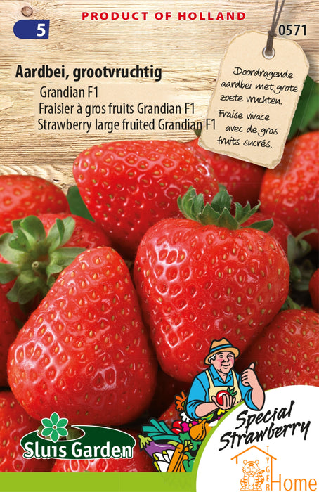 Aardbei Grootvruchtig Grandian F1 Zaden: Grow large, sweet, and juicy strawberries in your own garden. Kweek grote, heerlijke en sappige aardbeien, perfect voor verse snacks en desserts