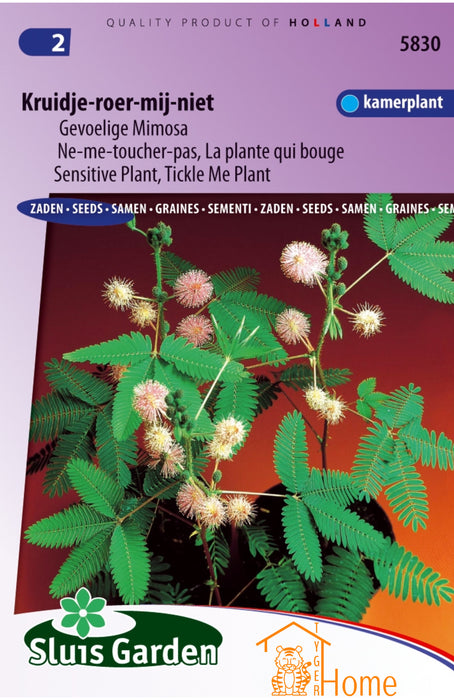 Kruidje-roer-mij-niet Zaden, Gevoelige Mimosa Kamerplant - Sensitive Plant Seeds, Tickle Me Plant for Indoor Use - Graines de Ne-me-toucher-pas, La Plante Qui Bouge pour Intérieurs