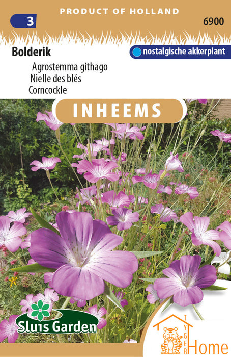 Bolderik Agrostemma Githago | Nostalgische akkerplant | Sierlijke paarse veldbloemen | Inheemse bloemzaden