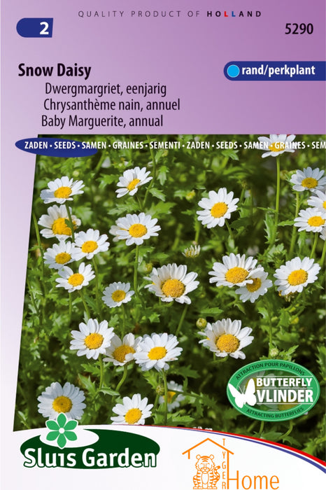 Snow Daisy Dwergmargriet Eenjarige Bloemen Zaden voor de Tuin: Kweek Prachtige, Witte Dwergmargrieten