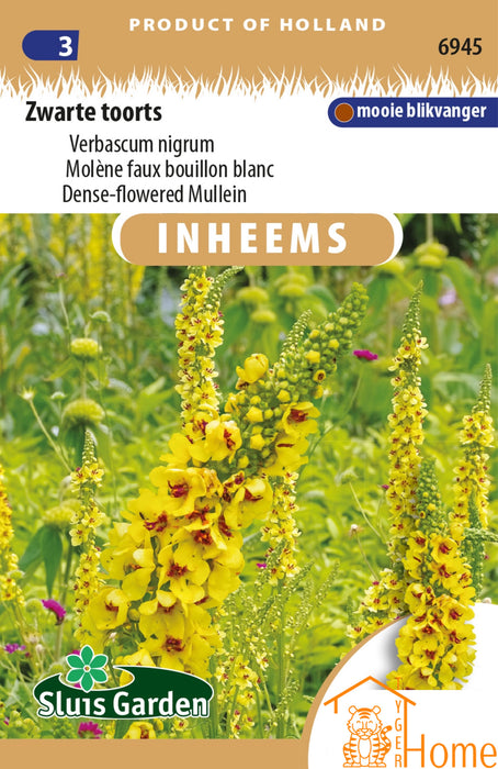 Zwarte Toorts Zaden: Een blikvanger in je tuin met heldergele bloemen. Gemakkelijk te kweken, trekt bijen en vlinders aan en zorgt voor langdurige bloei