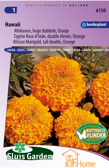 Afrikanen Zaden Hawaii - Hoge Dubbele Oranje Bloemen voor Borders
