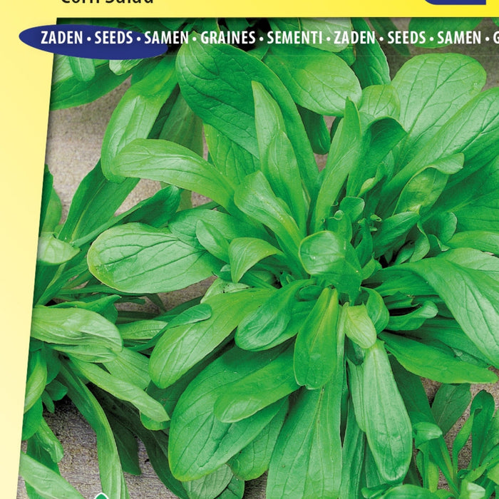 Zaaikalender Juni – Wat Zaai je in Juni? De Beste Zaden voor je Zomerse Moestuin