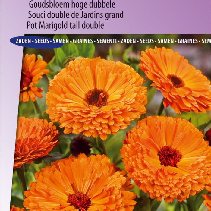 Kleurrijk en Gezond: Zelf Rode Kool, Andijvie en Bloemkool Kweken! 🌱🥬