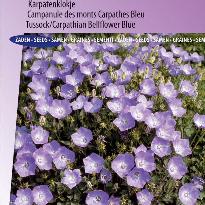 Waarom zijn de Eminence Andijvie Breedbladige Zaden de perfecte keuze voor jouw tuin?