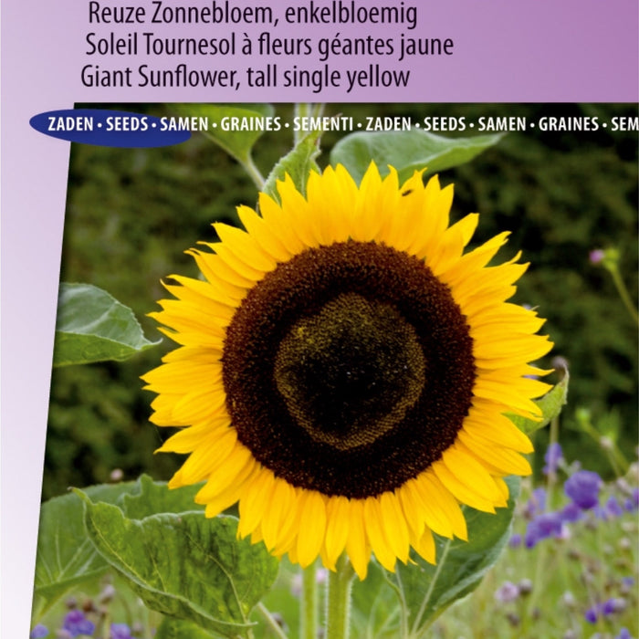 Beleef de Zomer met Amsterdamse Bak Amfine Primeurwortel Zaden