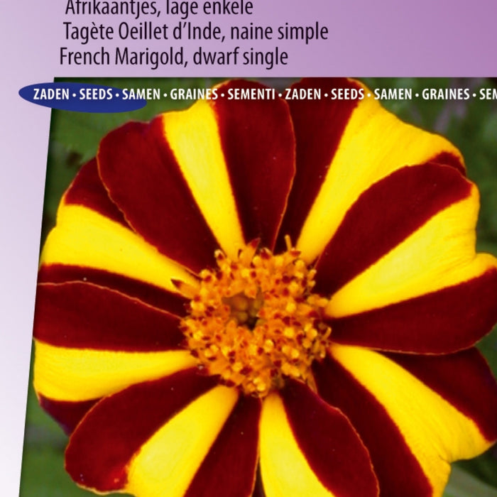 Kweek Black Cherry Bruin Kerstomaatjes voor een Sappige Zomerse Oogst