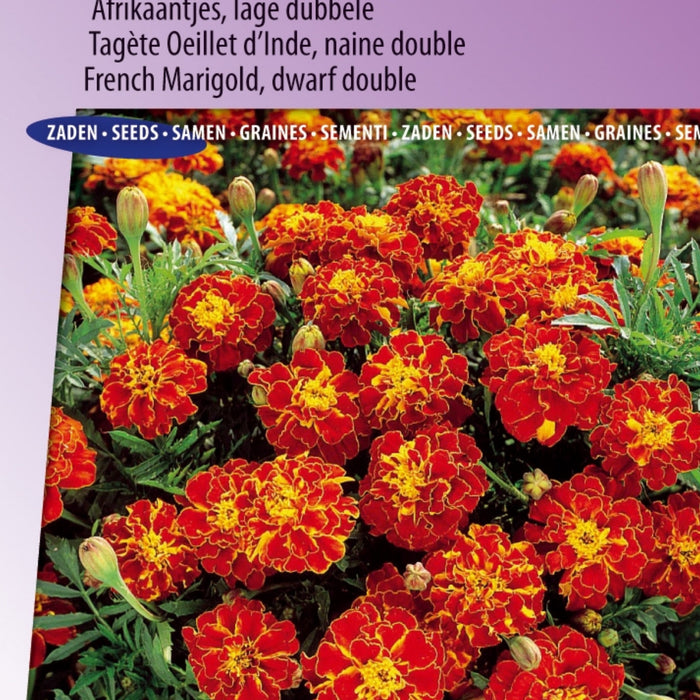 Nederlandse Tulpen - Kweek Je Eigen Voorjaarstuin