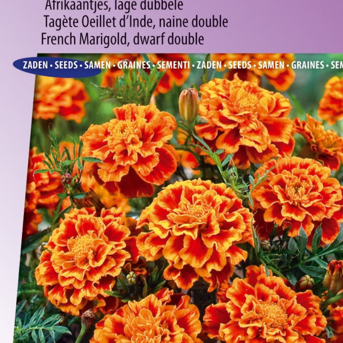 Laat je Tuin Bloeien met Primula Colossea Mixed Zaden: Sierlijke Sleutelbloemen!