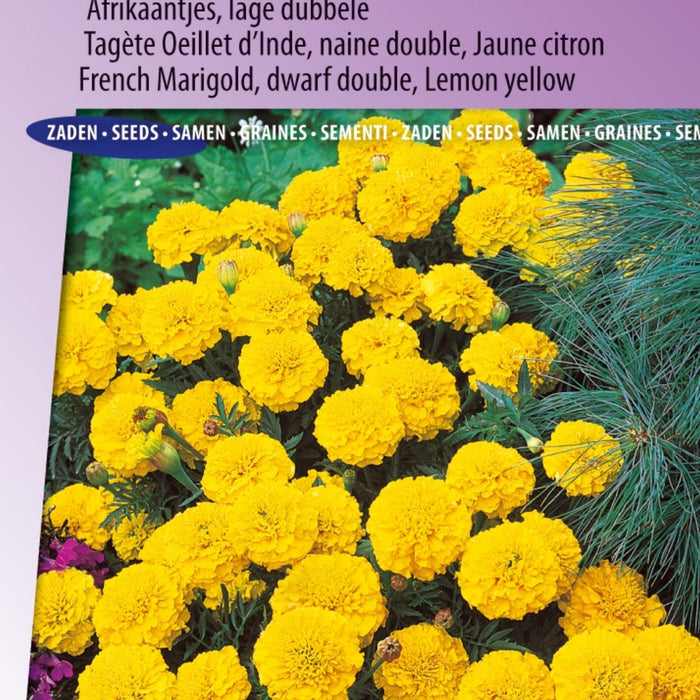100 stuks Bijenmengsel Bloemzaden – Een Kleurrijke Oase voor Bijen