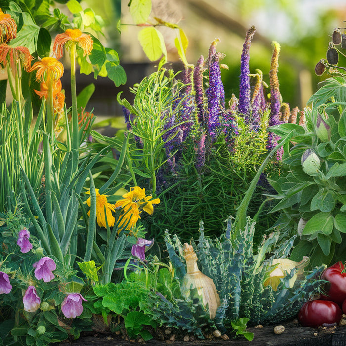 Maak van je tuin een uniek kleurrijk paradijs met bijzondere planten 🌸🌿