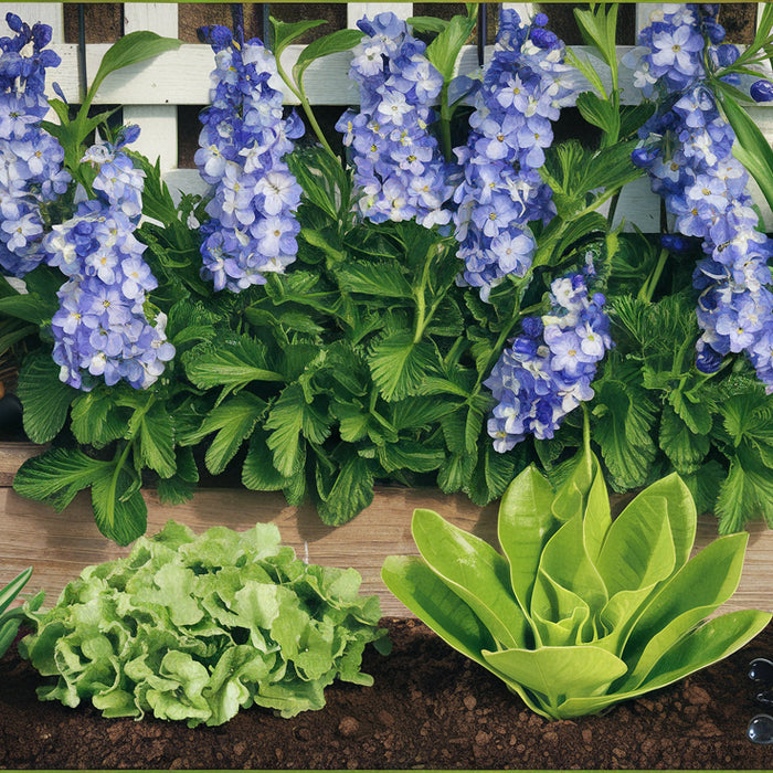 Transformeer je tuin en keuken met deze unieke zaadjes 🌿🌼