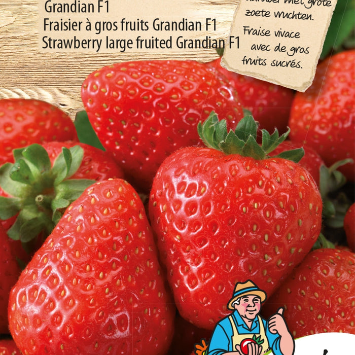 Aardbei Grandian F1: Zoete, Sappige Vruchten Uit Eigen Tuin