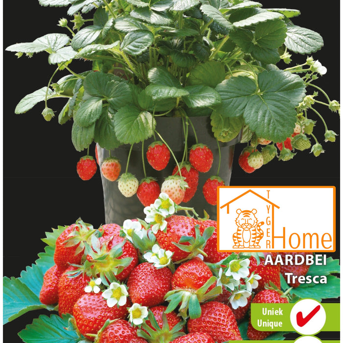 Hoe krijg je lekkere zoete aardbeien en gezond